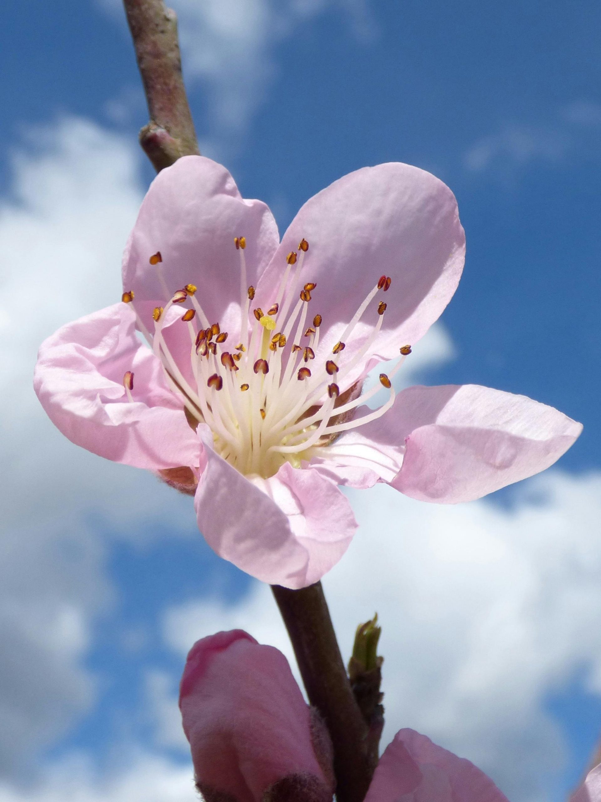 Allergies pollen