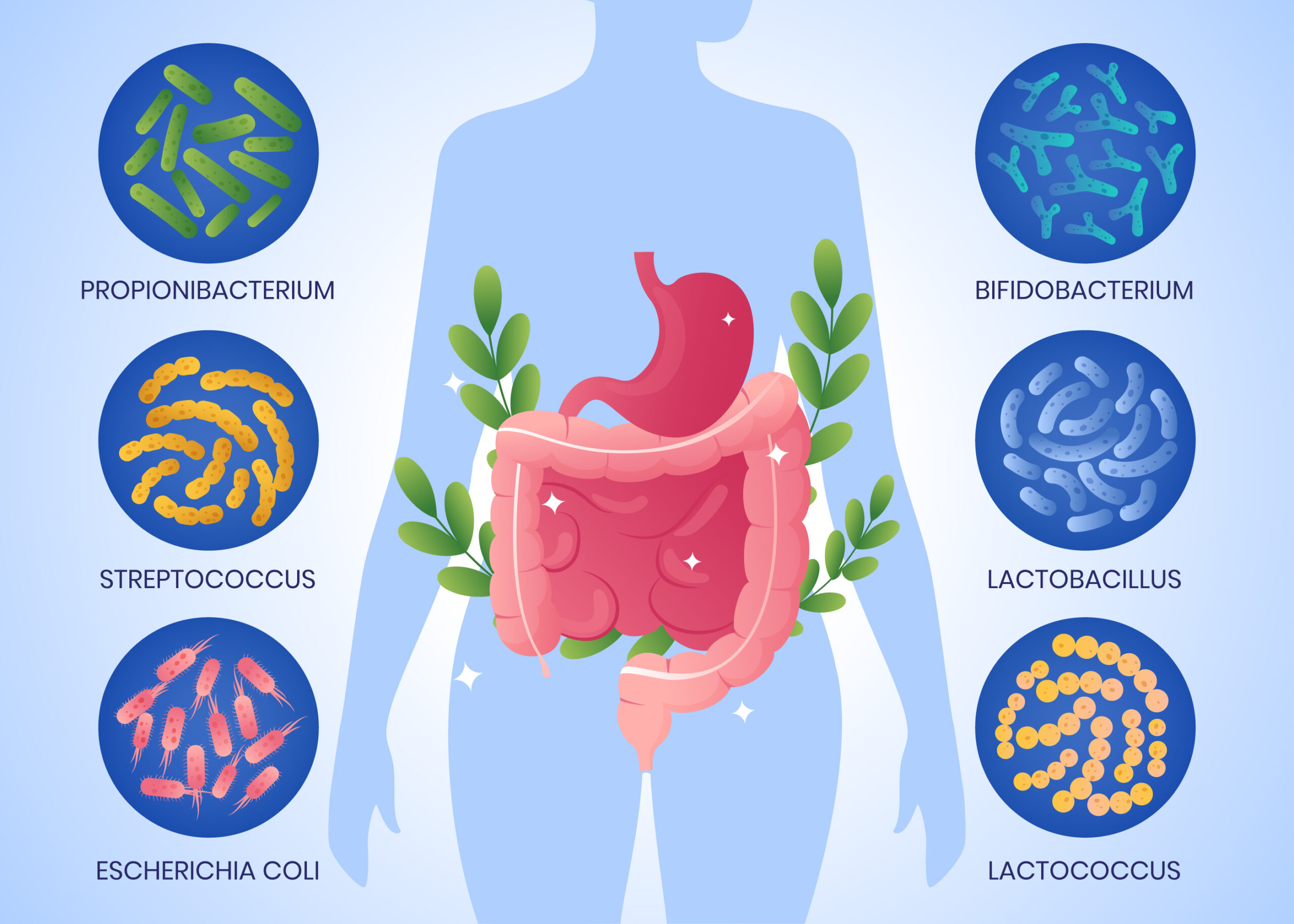 Gut wellness bacteria